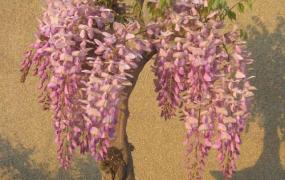 怎样使盆栽紫藤连年开花