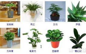 室内净化空气植物