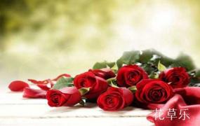 19朵红玫瑰花语