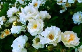 白蔷薇的花语