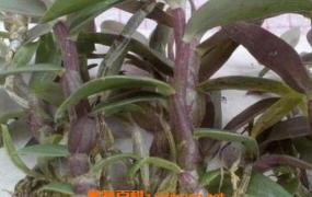 紫皮石斛怎么吃