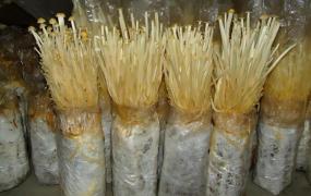 金针菇菌种