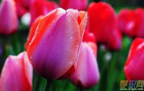 郁金香的花语是什么