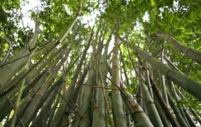 竹子的特性