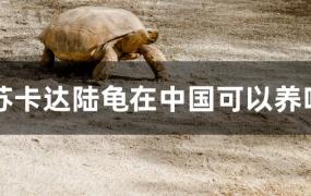 苏卡塔尔陆龟在中国可以养吗(陆龟在中国能养吗)