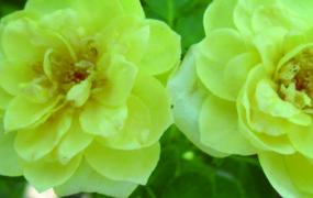 迷你玫瑰的养殖方法和注意事项(迷你玫瑰的养殖方法和注意事项黄玫瑰)