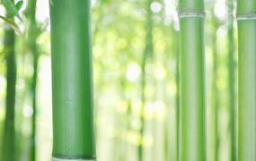 竹子的养殖方法及养护知识家庭(竹子的养殖方法及养护知识盆景)