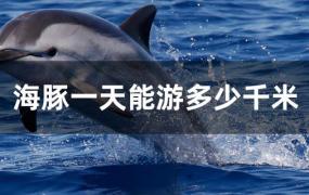 海豚一天最多能游多少千米(海豚每小时可以游多少米)