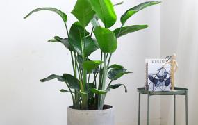 办公室植物