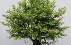 水杉是什么植物