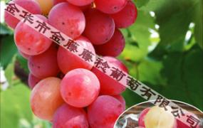 红葡萄品种