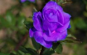 紫玫瑰的花语是什么