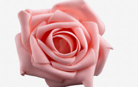 粉红色玫瑰代表什么