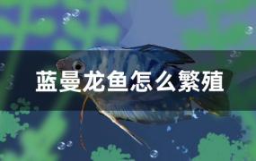 蓝曼龙鱼怎么繁殖(蓝曼龙鱼怎么繁殖视频)