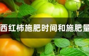 西红柿施肥时间及方法(西红柿什么时候施肥(施什么肥)