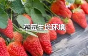 草莓生长环境条件(草莓生长环境温度)