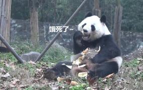 熊猫吃短信怎么开启