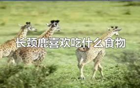 长颈鹿喜欢吃什么食物用英语怎么表示(长颈鹿喜欢吃什么食物?画一画?)