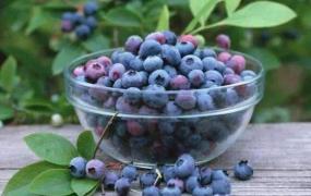 蓝莓长期保鲜方法