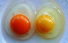 人造鸡蛋怎么鉴别