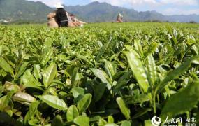 广东的茶叶采摘时间多久