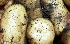 怎样才能种出大土豆(怎样才能让土豆长的大)
