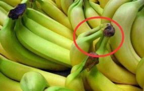 怎样挑选香蕉品种好吃
