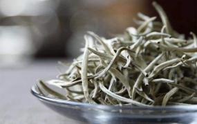 大白茶是什么茶种