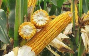 如何判断玉米成熟时间
