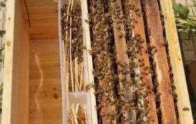 冬天蜜蜂储存方法