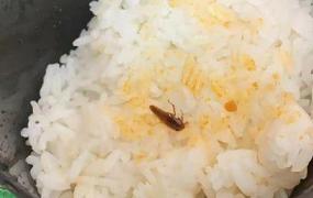 蟑螂以什么为食物