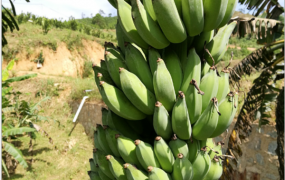 海南香蕉产地