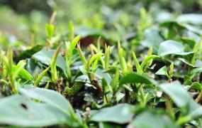 茶叶生长过程需要注意什么
