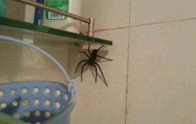 怎么去除家里的蜘蛛