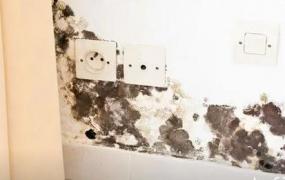 家里墙纸发霉怎么修护