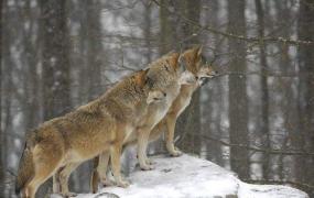 狼的性格特点与精神是什么