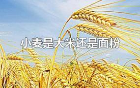 大米面粉和小麦面粉的区别(大麦是面粉还是大米)