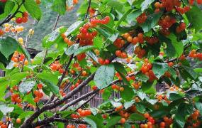 汶川樱桃是什么