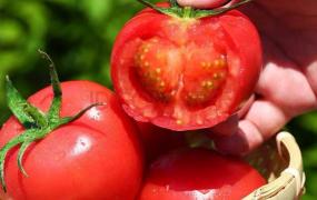 怎么判断西红柿是否新鲜