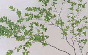 日本吊钟植物的花语(日本吊钟树的寓意)