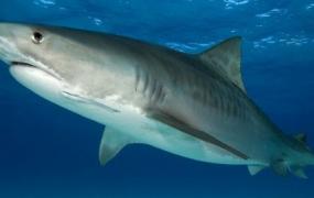 鲨鱼有多少颗牙齿?(一只鲨鱼有多少颗牙齿)