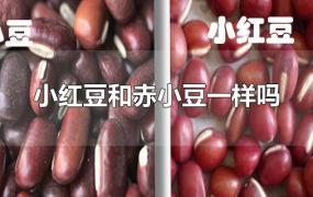 小红豆和赤小豆一样吗 视频(小红豆和赤小豆一样吗?)