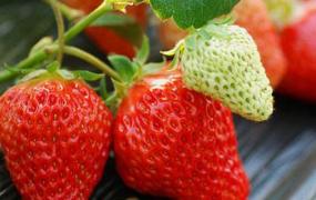 摘草莓的季节是几月份(什么季节是摘草莓的季节)