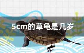 5cm的草龟是几岁(草龟3cm是几岁)