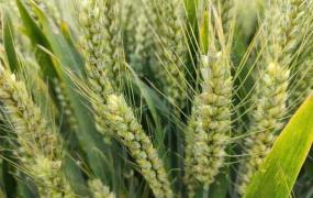 怎样挑选冬季小麦品种好的