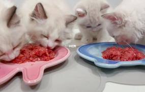 幼猫吃肉能不能消化