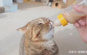 幼猫能不能喝酸奶