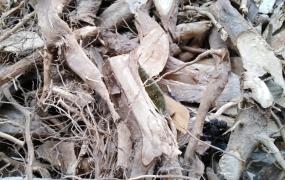 新鲜树根怎么干燥处理