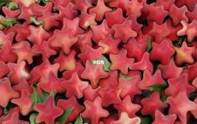 星星形状的水果叫什么