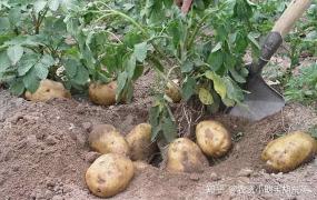 土豆怎样长久保存不烂根